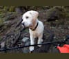 Orion, a Labrador Retriever and American Pit Bull Terrier mix tested with EmbarkVet.com