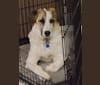 Photo of Casper, a Great Pyrenees and German Shepherd Dog mix in Texas, USA