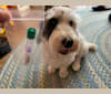 Besunny, a Sealyham Terrier tested with EmbarkVet.com