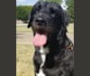 Photo of Laszlo, a Greater Swiss Mountain Dog and Poodle (Standard) mix in Houston, Texas, USA