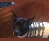 pia, a Chihuahua and Dachshund mix tested with EmbarkVet.com