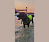 Chowder, a Siberian Husky and Labrador Retriever mix tested with EmbarkVet.com