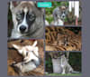 LUCAZ, a Siberian Husky tested with EmbarkVet.com
