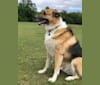 Archer, a German Shepherd Dog and Alaskan Malamute mix tested with EmbarkVet.com