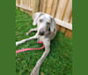 Maggie, a Weimaraner and Catahoula Leopard Dog mix tested with EmbarkVet.com