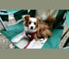 Hamilton, a Rat Terrier and Lhasa Apso mix tested with EmbarkVet.com
