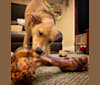 Photo of Dixie, a Rottweiler, Redbone Coonhound, Australian Cattle Dog, American Bulldog, and Mixed mix in Texas, USA
