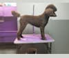 Diva, a Poodle (Standard) tested with EmbarkVet.com