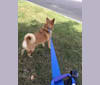 watson, a Chow Chow and German Shepherd Dog mix tested with EmbarkVet.com