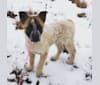 Laika, a Labrador Retriever and German Shepherd Dog mix tested with EmbarkVet.com