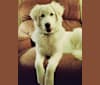 Ava Grace Howitt, a Maremma Sheepdog tested with EmbarkVet.com