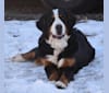 Avery, a Bernese Mountain Dog tested with EmbarkVet.com