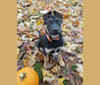 Photo of Roo, a Labrador Retriever, American Pit Bull Terrier, and Mixed mix in Moorestown, New Jersey, USA