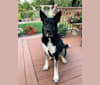 Pansy, a German Shepherd Dog and Great Pyrenees mix tested with EmbarkVet.com