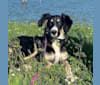 Pooka, an European Village Dog and Caucasian Ovcharka mix tested with EmbarkVet.com