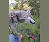 Balto a dog tested with EmbarkVet.com