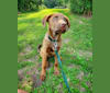 Photo of Frankie, an Australian Cattle Dog, Labrador Retriever, and American Bully mix in Mississippi, USA