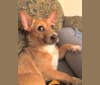 Dewey Duncan, a Chihuahua and Russell-type Terrier mix tested with EmbarkVet.com
