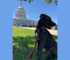 Wrigley, an American Pit Bull Terrier and Labrador Retriever mix tested with EmbarkVet.com