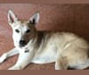 Roksanna, an American Pit Bull Terrier and Siberian Husky mix tested with EmbarkVet.com