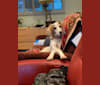 Pamuk, a West Asian Village Dog and English Setter mix tested with EmbarkVet.com