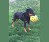 Photo of Archer, a Beauceron  in Payette, ID, USA