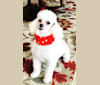 Timmy, a Poodle (Small) tested with EmbarkVet.com