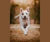 Beau, a Rat Terrier and Chow Chow mix tested with EmbarkVet.com