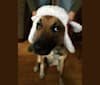 Photo of Lola, an English Shepherd, Australian Cattle Dog, Miniature Pinscher, Border Collie, and Mixed mix in Michigan, USA