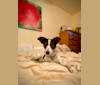 Arthur, a Northern East African Village Dog tested with EmbarkVet.com