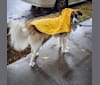 Marty, a Formosan Mountain Dog tested with EmbarkVet.com
