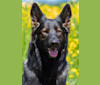 Momo, a German Shepherd Dog tested with EmbarkVet.com
