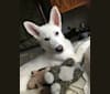 Yeti, a German Shepherd Dog and Alaskan Malamute mix tested with EmbarkVet.com