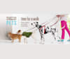 Ava, a Yorkshire Terrier and Pomeranian mix tested with EmbarkVet.com