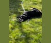 Luc, a Labrador Retriever and Australian Shepherd mix tested with EmbarkVet.com