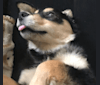 Dusty, an Australian Shepherd and Golden Retriever mix tested with EmbarkVet.com