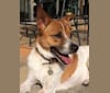 Ranger, a Rat Terrier and Chow Chow mix tested with EmbarkVet.com