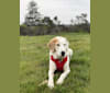 Bucket, a Labrador Retriever and Treeing Walker Coonhound mix tested with EmbarkVet.com