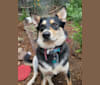 Photo of Charlie, a German Shepherd Dog and Australian Cattle Dog mix in Randolph, Wisconsin, USA