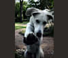 Photo of Koda, an American Foxhound, German Shepherd Dog, and Belgian Malinois mix in Carencro, LA, USA
