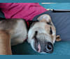 Cachito, an American Village Dog and Labrador Retriever mix tested with EmbarkVet.com