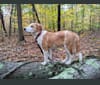 Copper, a Beagle and Australian Cattle Dog mix tested with EmbarkVet.com