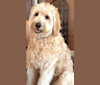Milo, a Goldendoodle tested with EmbarkVet.com