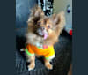 Oswald, a Pomeranian and Chihuahua mix tested with EmbarkVet.com