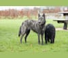 Hearts of Fire's Yennefer, a Siberian Husky and Dutch Shepherd mix tested with EmbarkVet.com