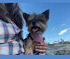Photo of Bella, a Yorkshire Terrier  in Dorset, VT, USA