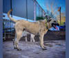 Cuckoo, an Anatolian Shepherd Dog and American Pit Bull Terrier mix tested with EmbarkVet.com