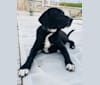 Stokes, an American English Coonhound and Labrador Retriever mix tested with EmbarkVet.com