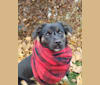 Photo of Devi, a Russell-type Terrier, American Pit Bull Terrier, Shih Tzu, and Mixed mix in Kentucky, USA