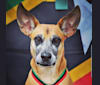 Ender, an American Village Dog tested with EmbarkVet.com